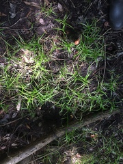 Carex tribuloides