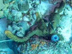 Bergia puertoricense