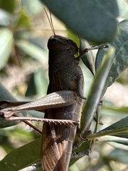 Schistocerca alutacea