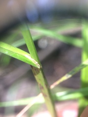 Carex tribuloides
