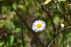 Erigeron longipes