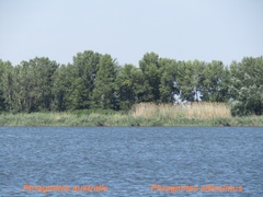Phragmites australis altissimus