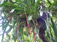 Aechmea weilbachii
