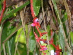 Aechmea weilbachii