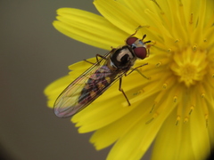 Meliscaeva auricollis