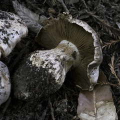 Cortinarius xanthodryophilus
