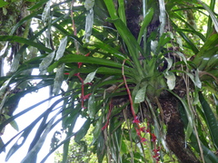 Aechmea weilbachii