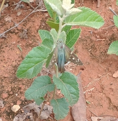 Eudamini