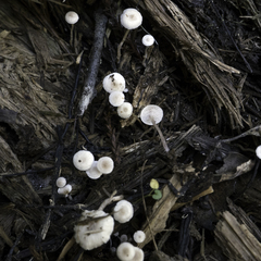 Collybia