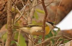 Pachyramphus viridis