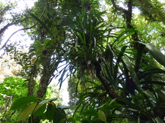 Aechmea weilbachii