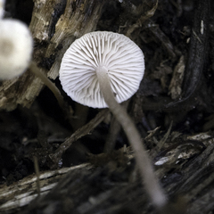 Collybia