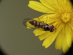 Meliscaeva auricollis