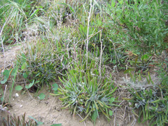 Dudleya attenuata orcuttii