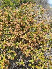 Passerina