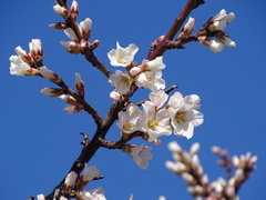 Prunus amygdalus