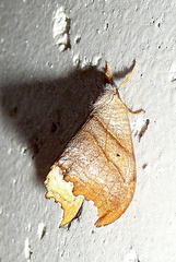 Falcaria lacertinaria