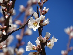 Prunus amygdalus