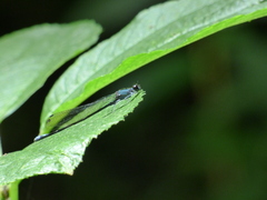 Zygoptera