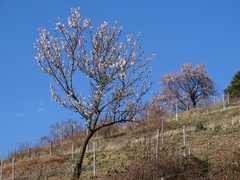 Prunus amygdalus