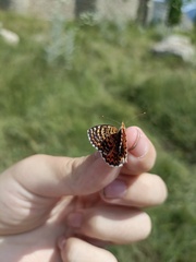 Melitaea interrupta