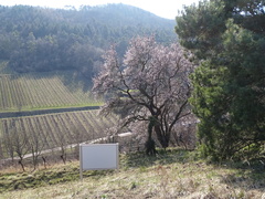 Prunus amygdalus