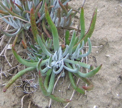 Dudleya attenuata orcuttii