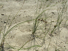 Carex colchica