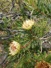 Protea scolymocephala