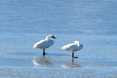 Cygnus columbianus