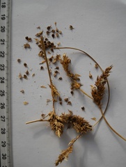 Carex colchica