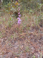 Liatris tenuifolia