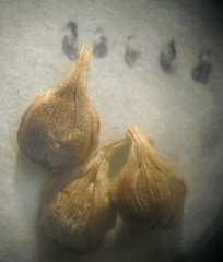 Carex colchica