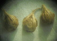 Carex colchica
