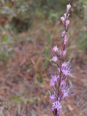 Liatris tenuifolia