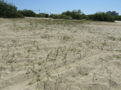 Carex colchica