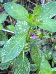 Cuphea carthagenensis