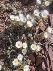 Helichrysum retortum