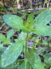 Cuphea carthagenensis