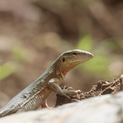 Cnemidophorus murinus
