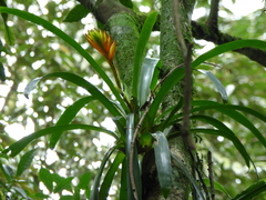 Vriesea erythrodactylon