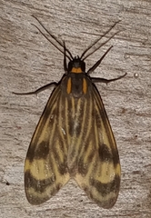 Eucereon costulata