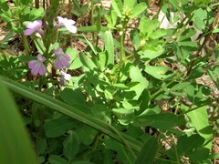 Striga curviflora