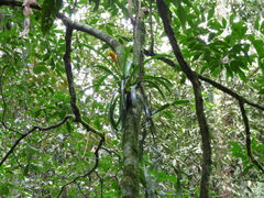 Vriesea erythrodactylon