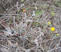 Dudleya attenuata orcuttii