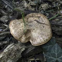 Suillus lakei