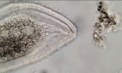 Kentrophyllum setigerum