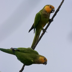 Eupsittula pertinax pertinax