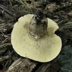 Suillus lakei