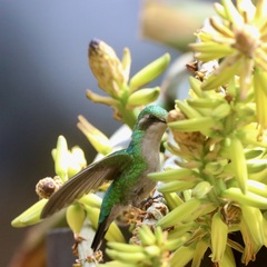 Chlorostilbon mellisugus